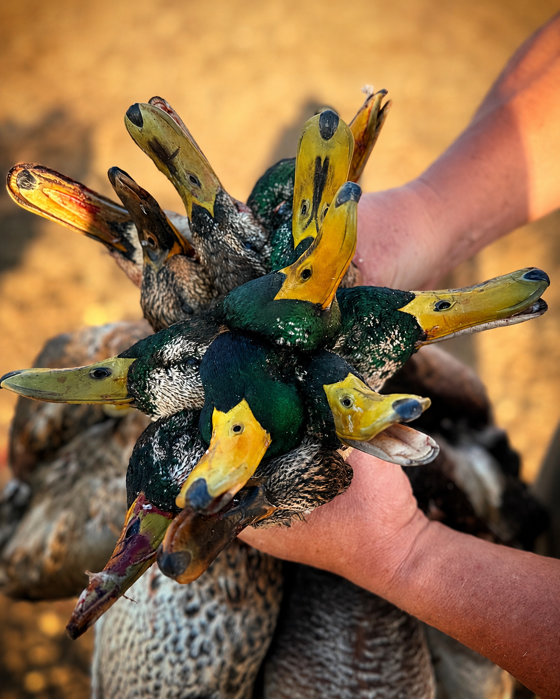 Northern Flyways waterfowl hunt