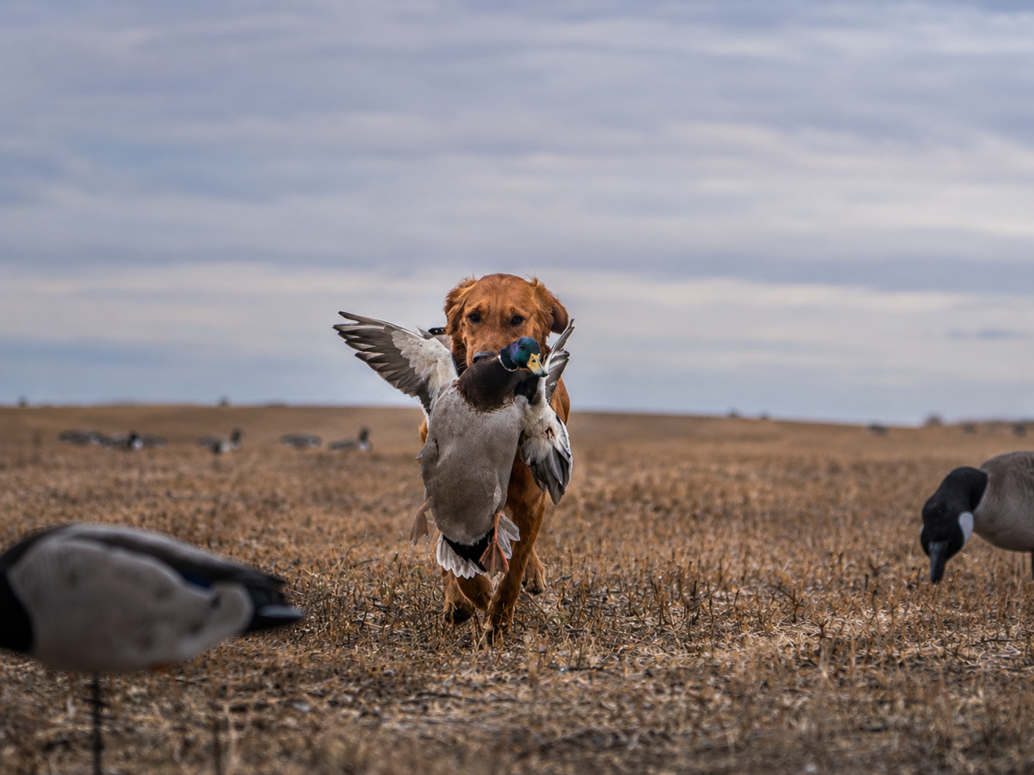 Saskatchewan waterfowl hunting