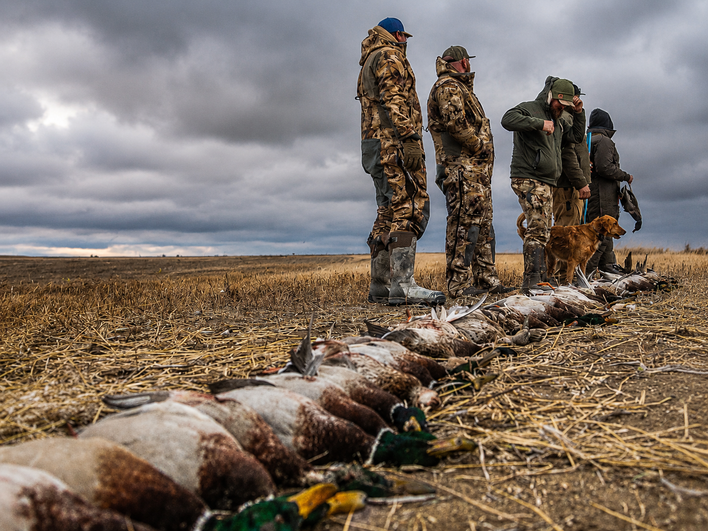 Decoying waterfowl in Saskatchewan